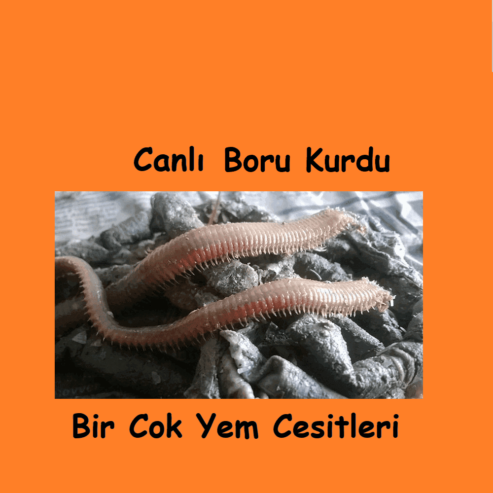 Canlı Borukurdu Nasıl Takılır? Levrek ve Çipura İçin En Etkili Yöntemler