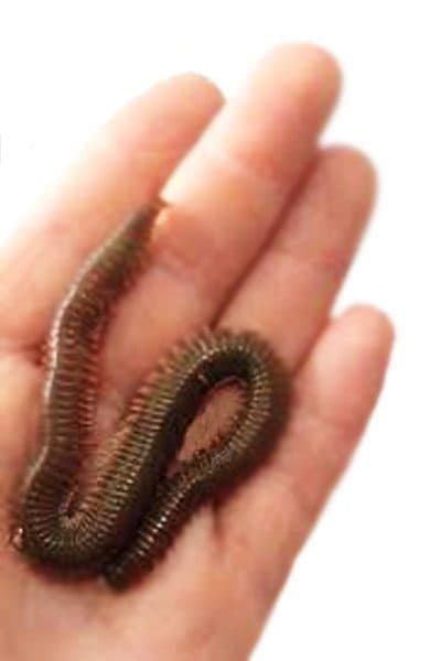 Hangi Balık İçin Hangi Lugworm Türü Tercih Edilmeli? Hangi Balık İçin Hangi Lugworm Türü Tercih Edilmeli?