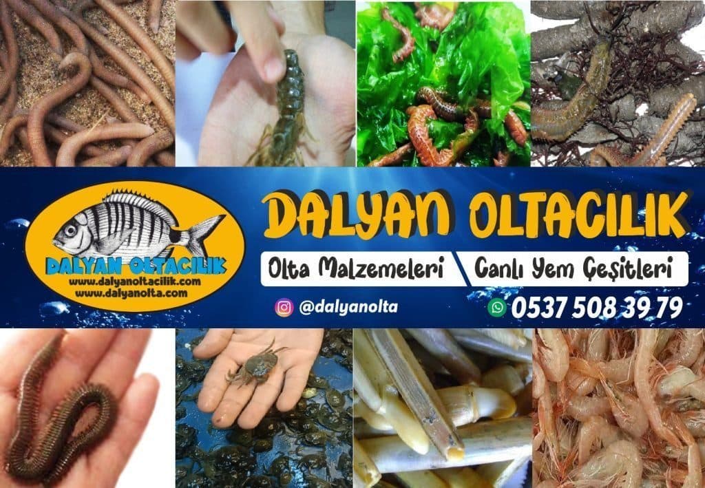 Bibi Yem Nedir? Nereden Çıkarılır, Hangi Balıklara Gelir? (Detaylı Rehber) Bibi Yem Nedir? Nereden Çıkarılır, Hangi Balıklara Gelir? (Detaylı Rehber)